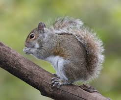 squirrel1