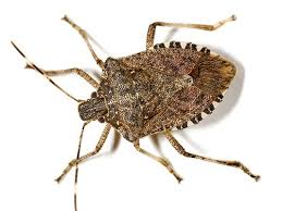 stinkbug