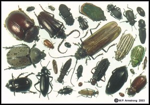 beetles