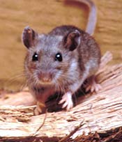 deer mouse