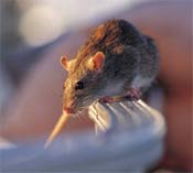 norway rat