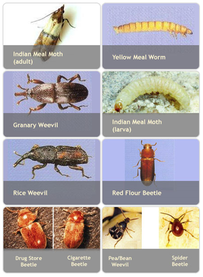 A little extra protein? How to identify and get rid of this common pantry  pest