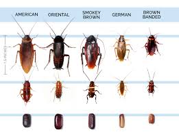 roaches