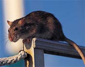 roof rat