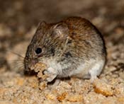 vole