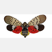 Spotted Lantern Fly